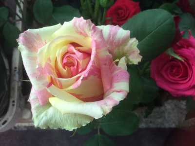 Il cuore della rosa Fiesta